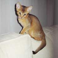 abyssinian cat